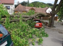 Kwikfynd Tree Cutting Services
rosabrook