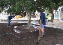Kwikfynd Tree Transplanting
rosabrook