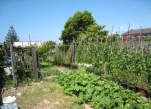 Kwikfynd Vegetable Gardens
rosabrook